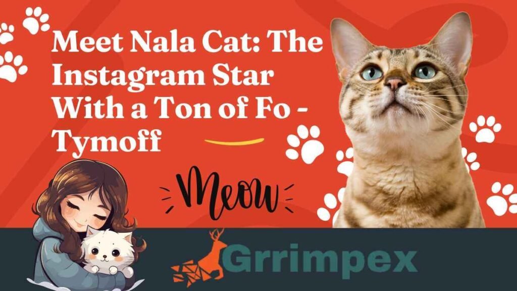 Meet Nala Cat The Instagram Star With a Ton of Fo - Tymoff