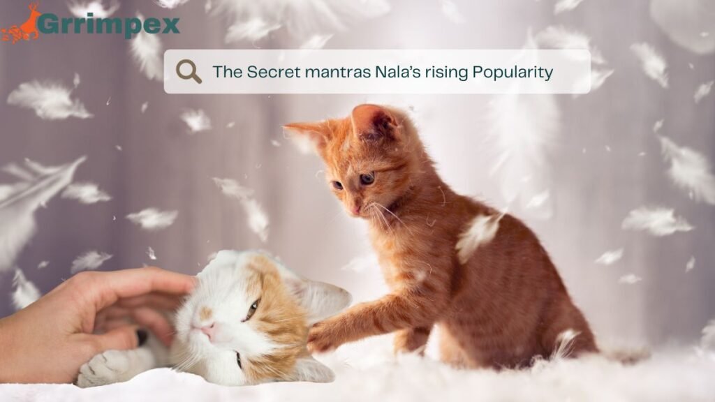 Nala Cat net worth