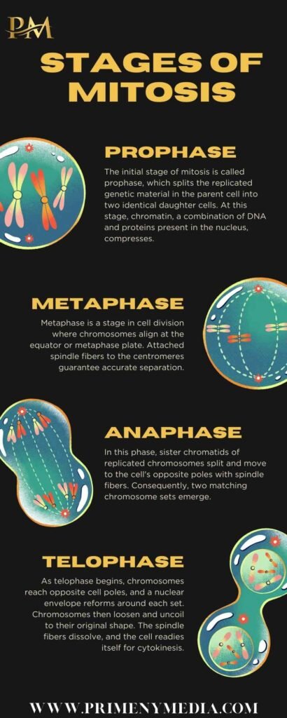 Several stages of mitosis