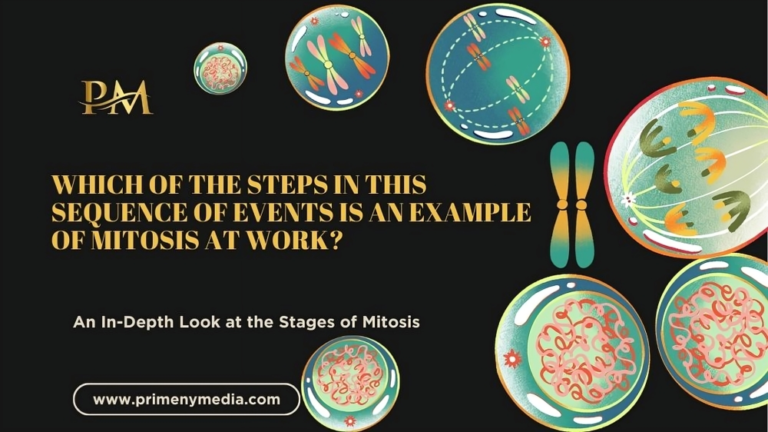 Which of the steps in this Sequence of events is an example of Mitosis at work?